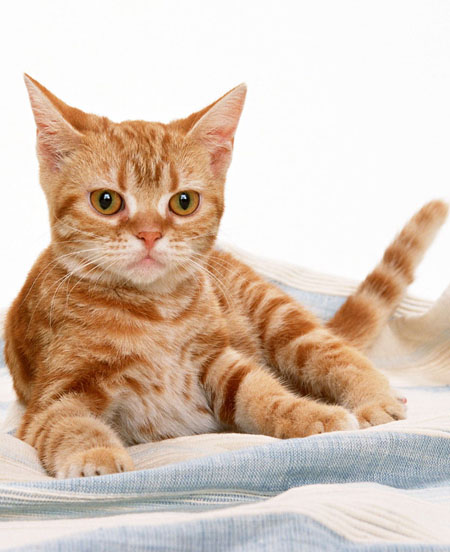 周公解梦梦见猫预示着什么？
