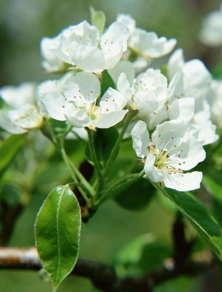 周公解梦梦见茉莉花预示着什么？
