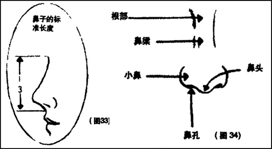 鼻子的长短高低粗与人的性格关系