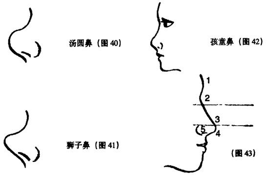 鼻子的形状现人性格命运的关系